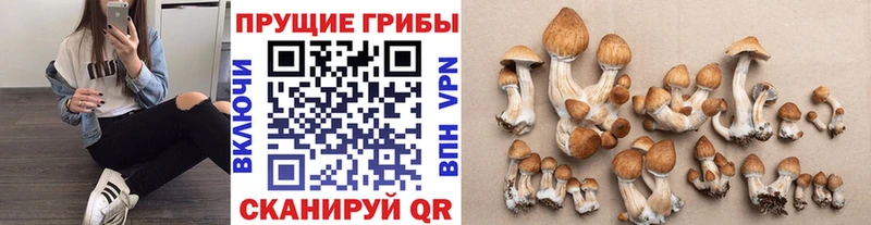 где можно купить наркотик  Елабуга  Псилоцибиновые грибы Cubensis 